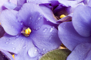 Close-up of violets