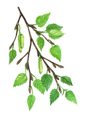 Birch herb, Birch herb medicinal and food plants on a white background