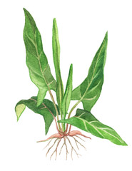 Sorrel herb, Sorrel herb medicinal and food plants on a white background