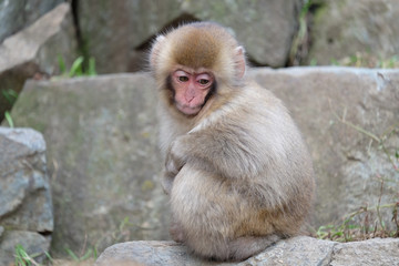 Fototapeta premium 可愛い 子猿 地獄谷にて