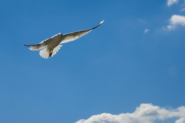 Obraz premium heavenly bird