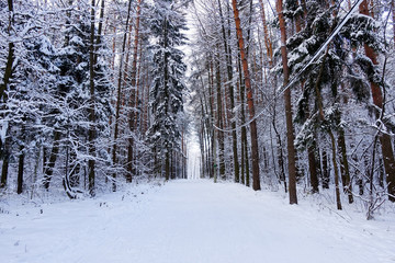 The road in the winter forest