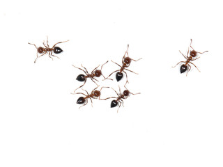 ants on a white background
