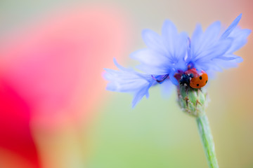 Castelluccio di Norcia
