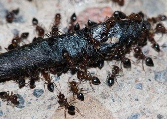 ants eating