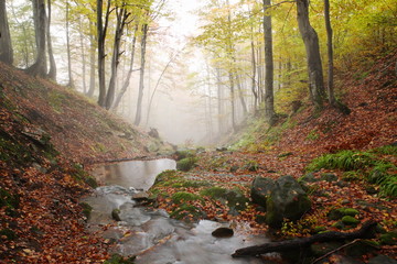 Stream in beech forest in a golden autumn in the Carpathians.