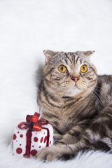 Cute Scottish Fold with gift box on white fur