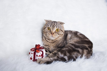 Cute Scottish Fold with gift box on white fur