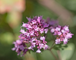 blue flower on a green background