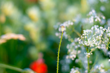 Mohnblume am blühen auf dem Fels