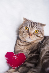 Cute Scottish Fold with red heart on white fur