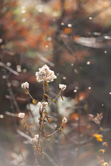 idyllic autumn time, idyllic woodland