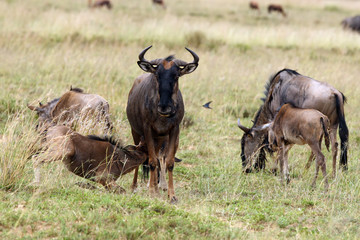 The blue wildebeest (Connochaetes taurinus), also called the common wildebeest, white-bearded wildebeest or brindled gnu