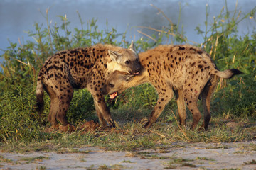 The spotted hyena (Crocuta crocuta), also known as the laughing hyena