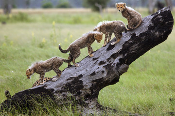 The cheetah (Acinonyx jubatus), also known as the hunting leopard, cubs on a slant dry tree