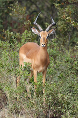 The impala (Aepyceros melampus), male in the bush