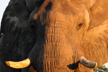 The African bush elephant (Loxodonta africana), male portrait