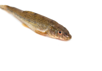 small fish on a white background