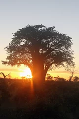 Rolgordijnen Baobab De baobabboom bij zonsondergang