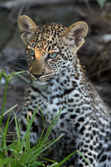 The leopard (Panthera pardus), the cub