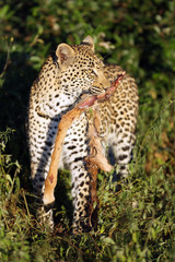 The leopard (Panthera pardus), female with prey