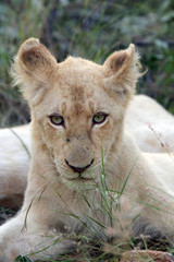 The Transvaal lion (Panthera leo krugeri),white cub