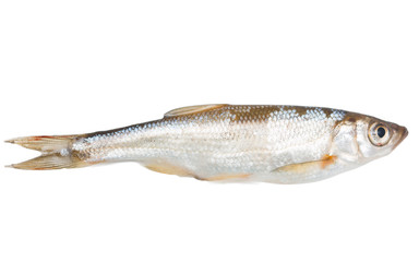 small fish on a white background