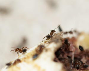 ants