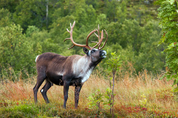Naklejka na ściany i meble reindeer in Norway