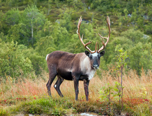 Naklejka na ściany i meble reindeer in Norway