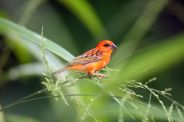 The red fody (Foudia madagascariensis) seated on the grass