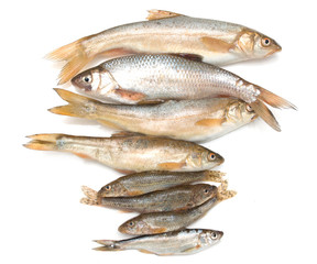 different fish on a white background