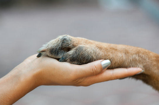 Dog is giving paw to the woman. Dog's paw in human's hand. Friendship with pet. Dog is a best friend. Close up.