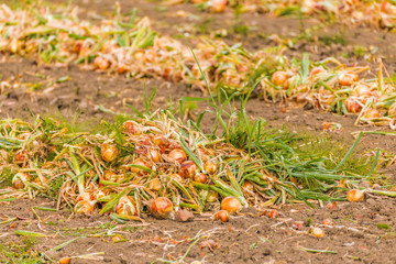 Obraz premium unearthed onions