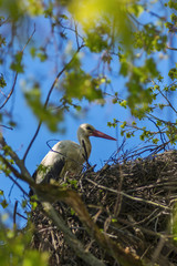 Stork in the nest 