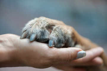 Dog is giving paw to the woman. Dog's paw in human's hand. Friendship with pet. Dog is a best...