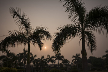 Fototapeta na wymiar palm trees on the beach