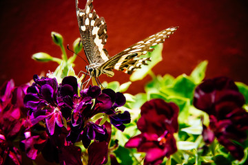 Schmetterling (Citrus Swallowtail) beim Nektarsaugen an einer Blüte, Namibia © Michael