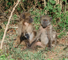 Baboons siting