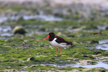 Austernfischer auf mit Algen bewachsener Uferfläche an der Nordsee