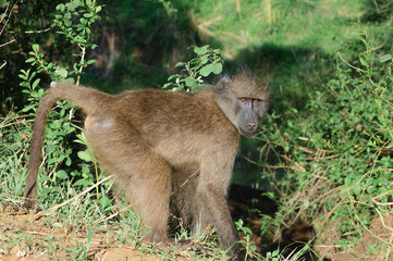 Baboon
