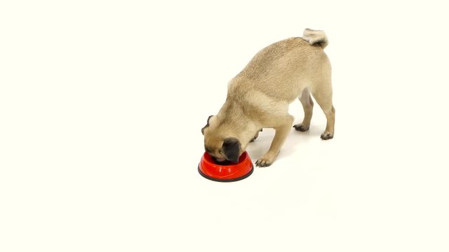 Pug Eats All The Dry Food With Red Toes. White Background