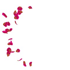 Red rose petals scattered on the floor in a semi-circle