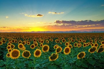 Sunflower Sea