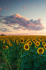 Sunflower Clouds