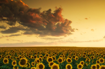 Fototapeta premium Golden Sunflower Skies