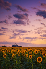 Skies Above The Sunflower Farm