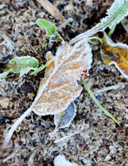 november morning frost on a plants