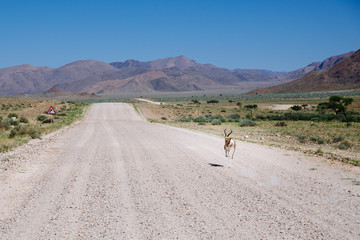 Fototapeta na wymiar Chasing Springboks - Springbock auf der Flucht, Namibia 