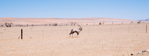 Oryxantilope rennt entlang eines Zaunes, Namib, Namibia